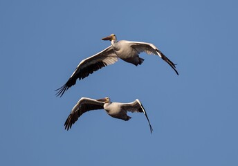 Fototapeta na wymiar Couple pelicans flying in the air against a blue sky