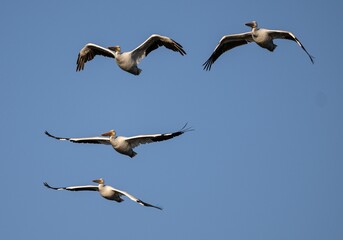 Group of pelicans flying in the air against a blue sky