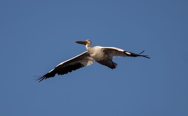 Fototapeta na wymiar Pelican flying in the air against a blue sky