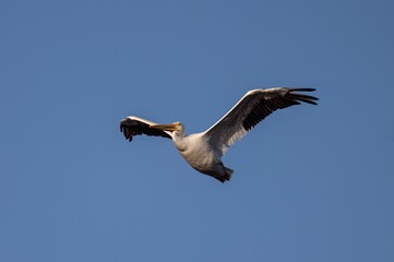 Pelican flying in the air against a blue sky