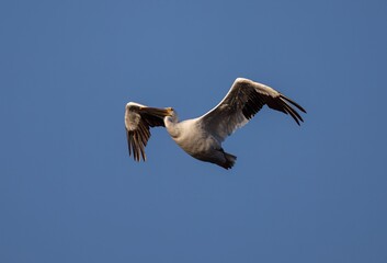 Pelican flying in the air against a blue sky
