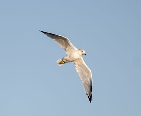 Low-angle shot of the common gull flying against a blue sky