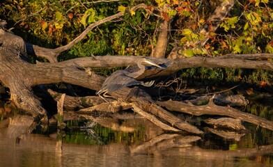 Closeup of a great blue heron perched on a tree in a lake on a sunny day in autumn