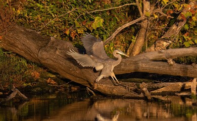 Wild gray heron landing on a piece of driftwood on the shore of a lake