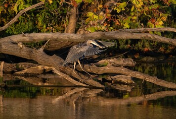 Closeup of a great blue heron perched on a tree in a lake on a sunny day in autumn