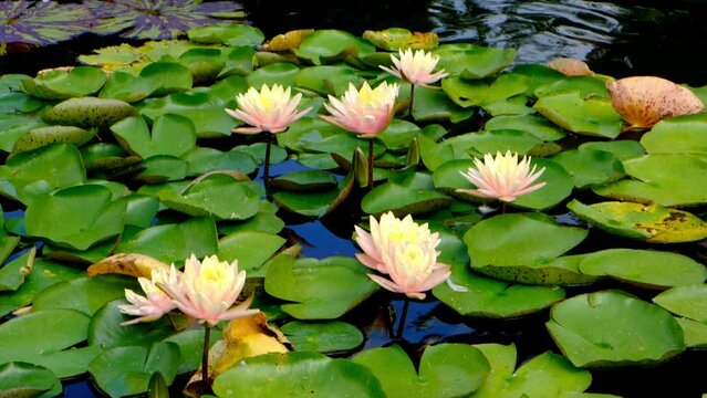 White lily lotus flower with green leaves in water pond, image beautiful landscape.