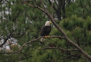 Brave bald eagle (Haliaeetus leucocephalus) perched on the tree branch