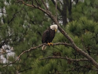 Brave bald eagle (Haliaeetus leucocephalus) perched on the tree branch