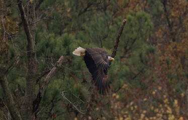 Brave bald eagle (Haliaeetus leucocephalus) flying over the trees
