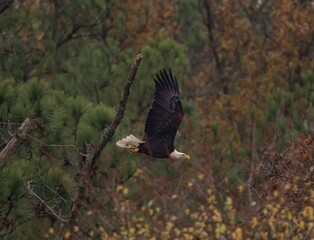 Brave bald eagle (Haliaeetus leucocephalus) flying over the trees