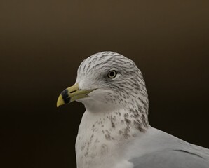 Portrait of a common gull (Larus canus)