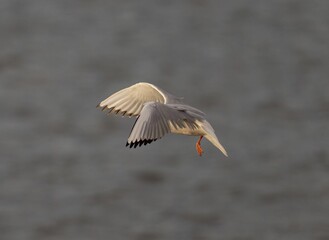Common gull (Larus canus) flying against the blurry background
