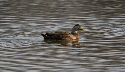 Mallard duck (Anas platyrhynchos) swimming in the water