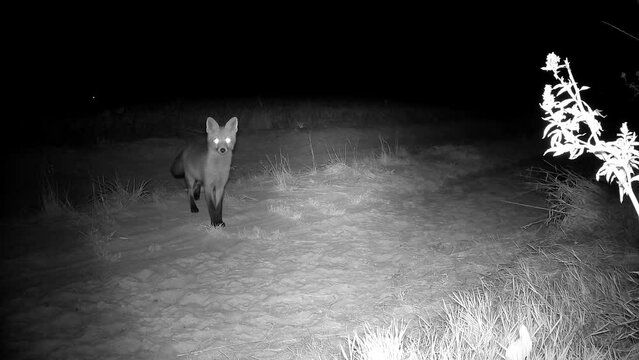 red fox Vulpes on rural road looking trail camera, night animals