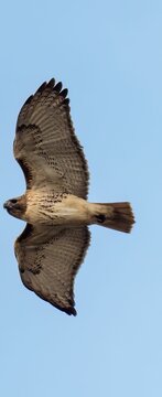 Vertical low angle shot of a true hawk (Accipitrinae) flying in the blue sky