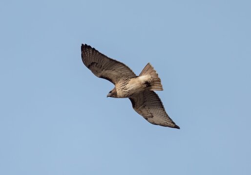Low angle shot of a true hawk (Accipitrinae) flying in the blue sky