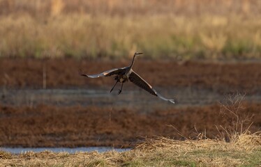 Heron flying over greenery field