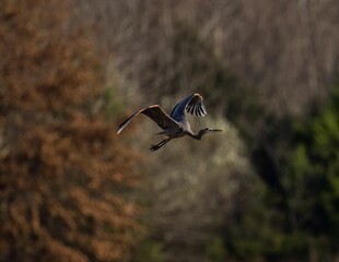 Heron flying in blurred background