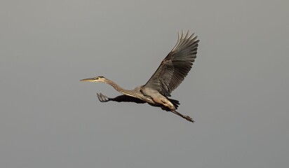 Heron during flight in sky