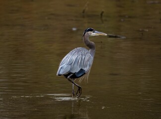 Closeup of a great blue heron perched in a pond in a park with a blurry background