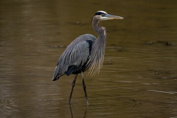 Closeup of a great blue heron perched in a pond in a park with a blurry background