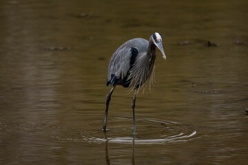 Closeup of a great blue heron perched in a pond in a park with a blurry background