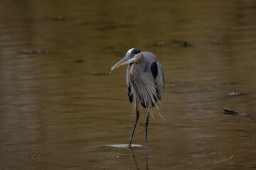 Closeup of a great blue heron perched in a pond in a park with a blurry background