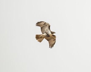 Low angle shot of a red-tailed hawk flying on a gloomy cloudy day