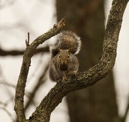 Closeup of an Eastern gray squirrel eating a walnut on a tree branch with a blurry background