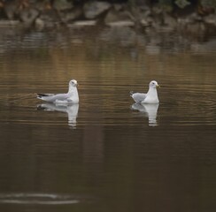 Selective focus of seagulls swimming on a pond in a forest with a blurry background
