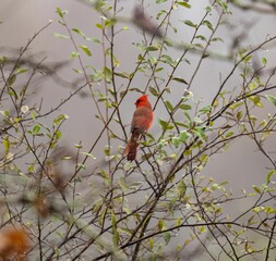Selective focus of a northern cardinal perched on a tree branch in a forest with a blurry background