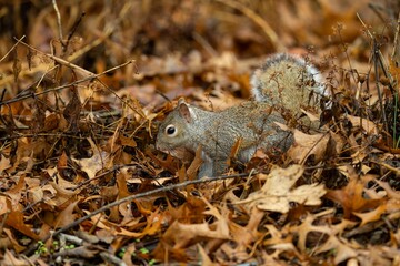Closeup of an Eastern gray squirrel in dried leaves in a forest with a blurry background