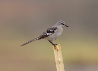 Selective focus of a Northern mockingbird perched on a metal pole with a blurry background