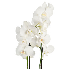 Fototapeta na wymiar white orchid