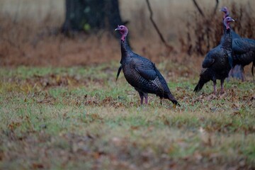 Fototapeta premium Wild turkeys in their natural environment