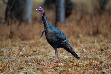 Selective focus shot of wild turkey in its natural environment