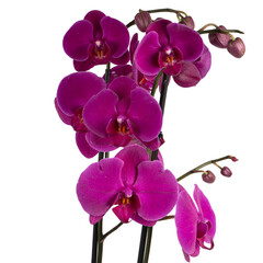 Fototapeta na wymiar purple orchid isolated on white backround