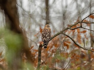Selective focus shot of a red-shouldered hawk (Buteo lineatus) perched on a branch