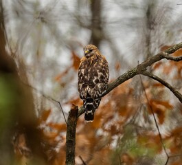 Selective focus shot of a red-shouldered hawk (Buteo lineatus) perched on a branch