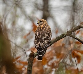 Selective focus shot of a red-shouldered hawk (Buteo lineatus) perched on a branch