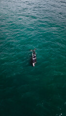 Baleia Franca Oceano Atlantico Sul Eubalaena Australis Animal Aquático Água Salgada Mar Vida Marinha Submarina Natureza Peixe Mamífero Sol Verão Conservação Drone Aérea 