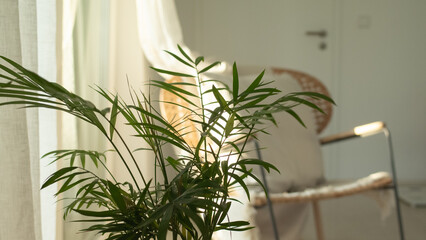 Indoor plants on a sunny day