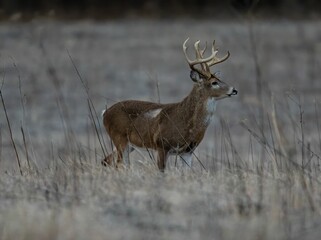 A brown-furred Columbian white-tailed deer standing in a field in winter