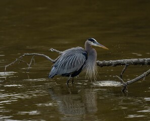 Great blue heron with specialized feathers on its chest, standing in shallow water in a pond