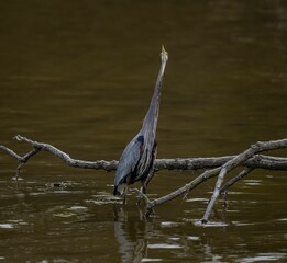 Great blue heron with specialized feathers on its chest, looking up in shallow water in a pond