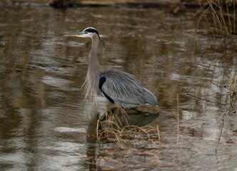 Great blue heron with specialized feathers on its chest, standing in shallow water in a pond
