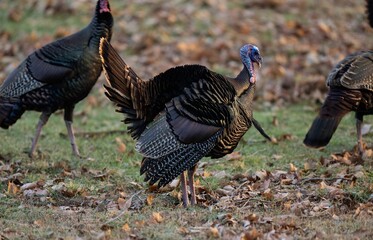 Group of turkeys on a dry grass
