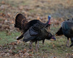Group of turkeys on a dry grass