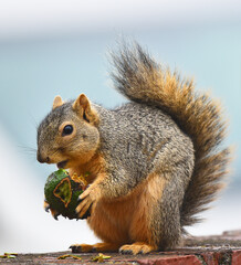Naklejka na ściany i meble Fox Squirrel, Sciurus niger, eating an avocado