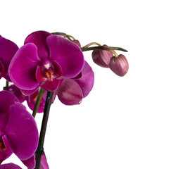 Obraz na płótnie Canvas purple orchid isolated on white